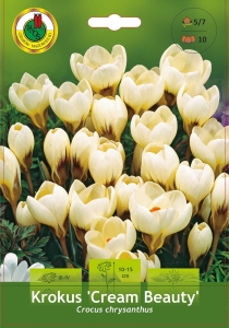 Krokus (Crocus) Cream Beauty 10szt.