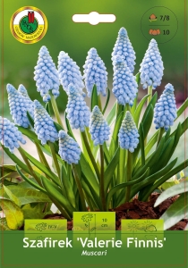 Szafirek (Muscari) Valerie Finish 10szt.
