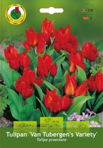 Tulipan (Tulipa) Van Tubergens Variety 5szt.