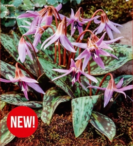 Psiząb (Erythronium) Purple King I 1szt.