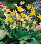 Psiząb (Erythronium) Pagoda 2szt.