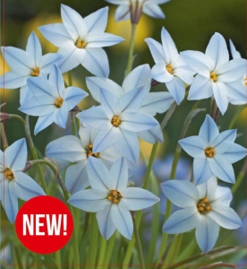 Ifejon Wisley Blue 4-5 10szt.