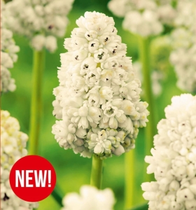 Szafirek (Muscari) Lady Madonna 8-9 7szt.