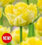 Tulipan (Tulipa) Lemon Shoot 11/12 5szt.