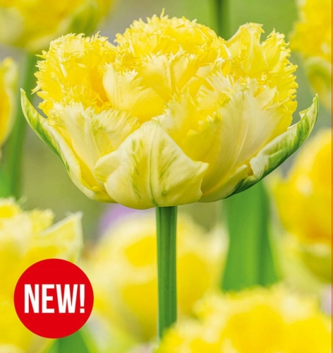 Tulipa Lemon Shoot _7257.jpg