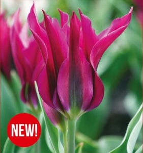 Tulipan Purple Doll 5szt.
