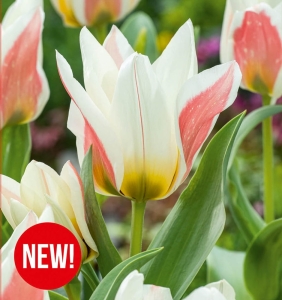 Tulipan (Tulipa) Serano 11/12 5szt.