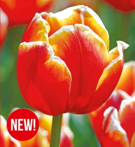 Tulipan Tasmania  5szt.