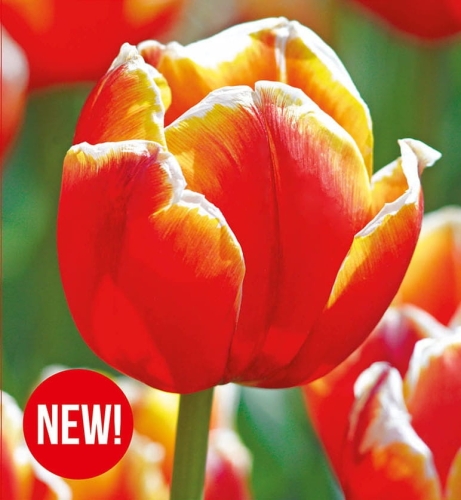 Tulipan Tulipa Tasmania 5szt. cebulki kwiatowe