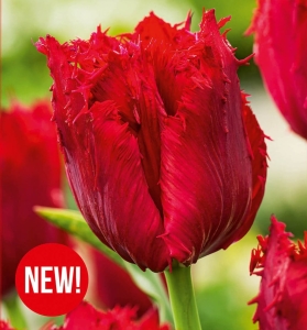 Tulipan Versaci 5szt.
