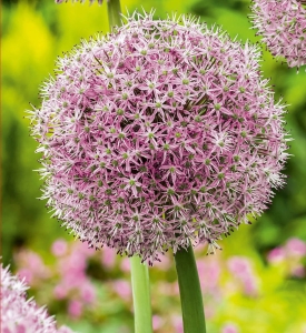 Czosnek ozdobny (Allium) Lucky Ballons 1szt.