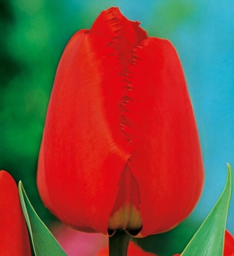 Tulipan Fringed Apeldoorn 5szt._ cebulki kwiatowe