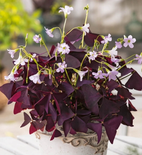 Szczawik trójkątny (Triangularis Mijke) 5szt. _ cebulki kwiatowe