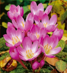 Zimowit (Colchicum) The Giant 1szt.