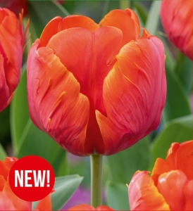 Tulipan Ad Rem Parrot 5szt.