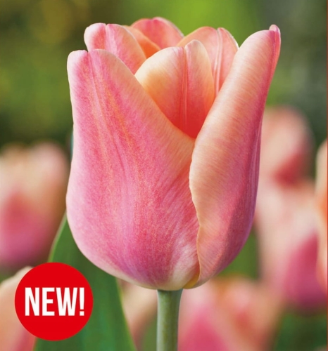 Tulipan Apricot Foxx _ cebulki kwiatowe