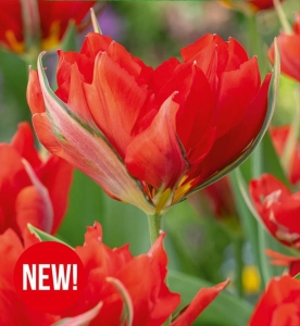 Tulipan Love Valley 4szt.
