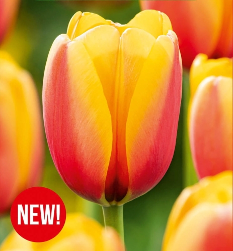 Tulipan World Peace_cebulki kwiatowe