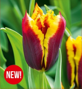 Tulipan Gavota Special 5szt.