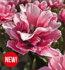 Tulipan Love Whispers 4szt.