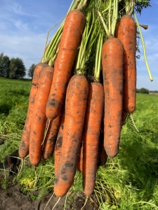 Marchew Bengala uprawa polowa