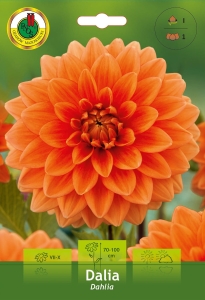 Dalia Dekoracyjna pomarańczowa 1szt.