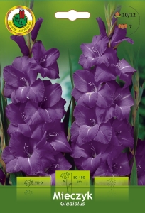 Mieczyk (Gladiolus) fioletowy 7szt.