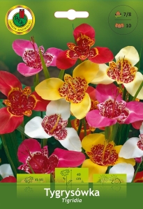 Tygrysówka (Tigridia) mix kolorów 10szt.