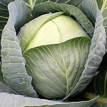 Nasiona profesjonalne-Kapusta biała AustinF1 2500 nasion