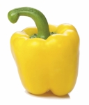 Papryka pod osłony Castello F1 1 000z