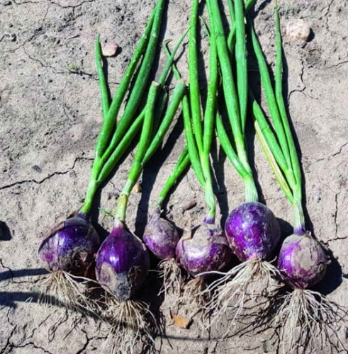 Nasiona profesjonalne-Cebula zimująca Red Glamour F1