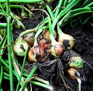 Cebula zimująca Ibis F1 250 000n 