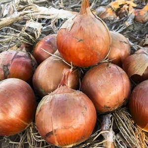 Cebula Darkstone F1 250 000n