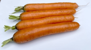 Marchew Carrillon F1 (1,8-2,0) 100 000n (zapraw.)