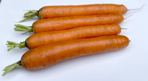 Nasiona profesjonalne-Marchew Carrillon F1