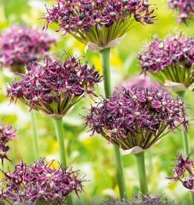 Czosnek ozdobny (Allium) Atropurpureum 3szt.