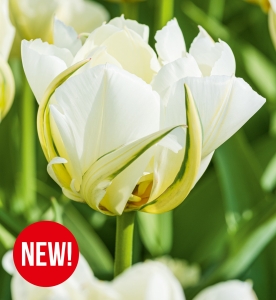 Tulipan White Valley 5 szt.