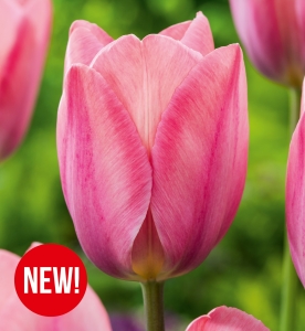 Tulipan Mystic Van Eijk 5 szt.