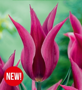 Tulipan Maytime 5 szt.