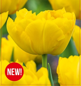 Tulipan Marie Jo 5 szt.