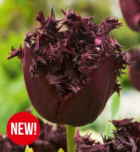 Tulipan Labrador 5 szt.