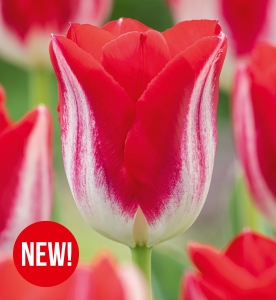 Tulipan Kissable 5 szt.