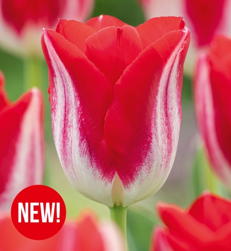 Cebulki kwiatowe jesienne-Cebulki tulipanów-Tulipan Kissable