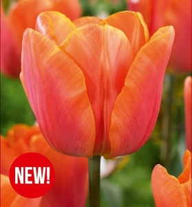 Tulipan Jimmy 5 szt.
