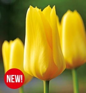 Tulipan Golden Emperor 5 szt.