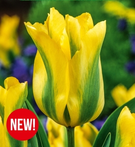 Tulipan Formosa 5 szt.
