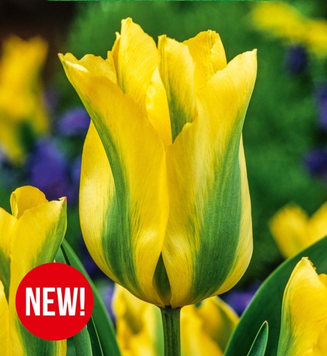 Cebulki kwiatowe jesienne-Cebulki tulipanów-Tulipan Formosa