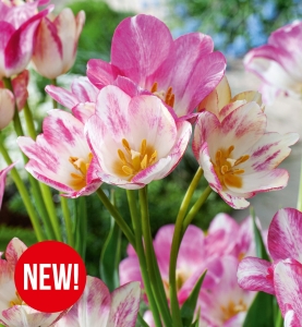 Tulipan Dream Club 5szt.