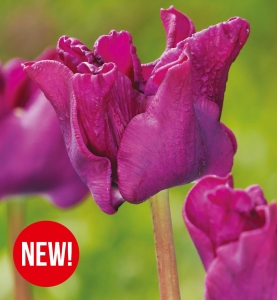 Tulipan Crown of Negrita 4 szt.