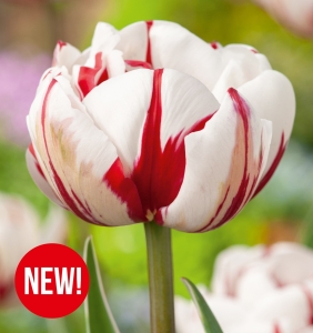 Tulipan Carnaval De Nice 5 szt.